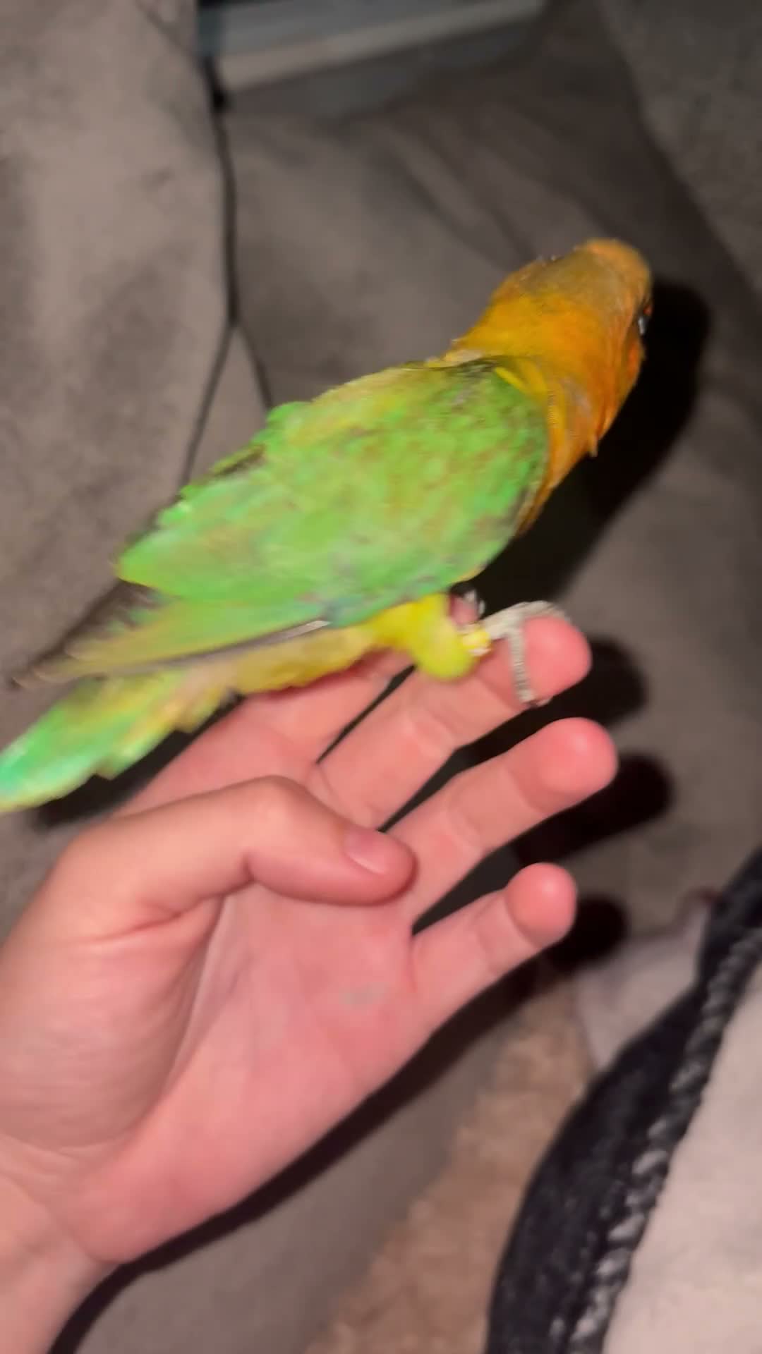 Lovebirds birds for sale: Tame baby love bird  - Video 1