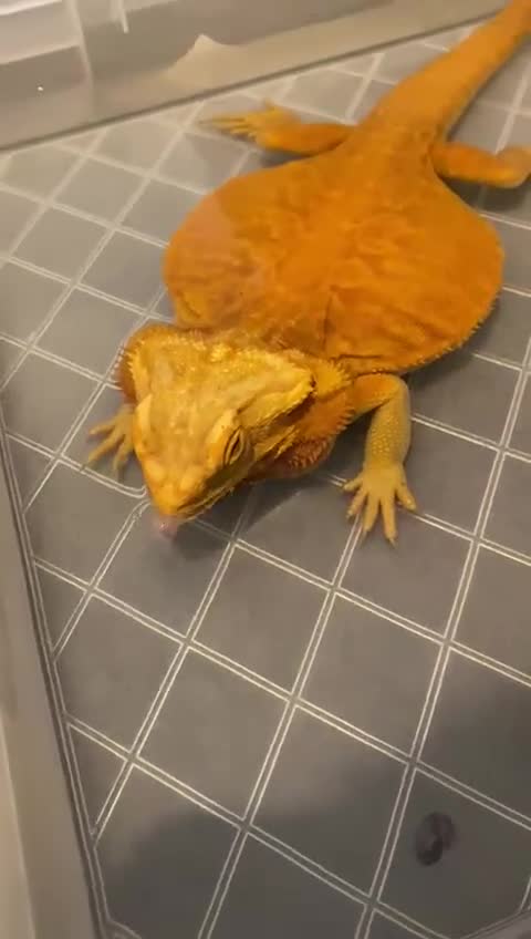 Bearded Dragon reptiles for sale: Bearded dragon for sale  - Video 1