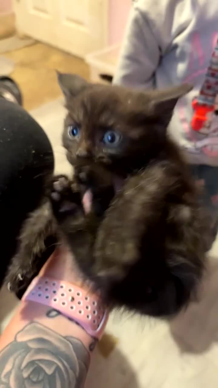 Maine Coon cats for sale: Maine coon x kittens  - Video 1