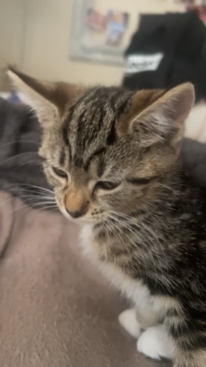 American Shorthair cats for sale: Kitten american shorthair black and brown in Nottingham - Video 2
