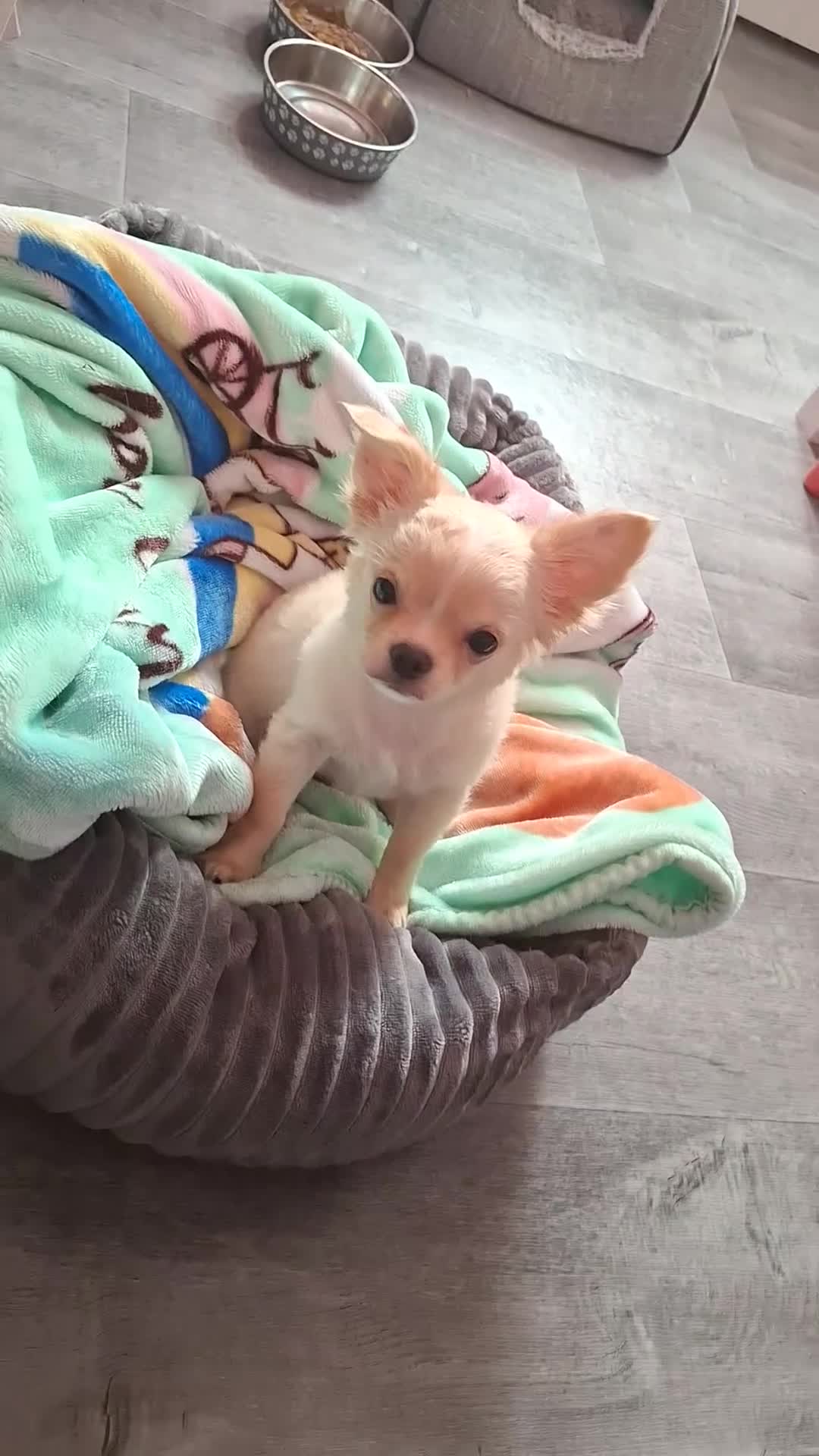 Chihuahua dogs for sale: Mrrss - Video 1
