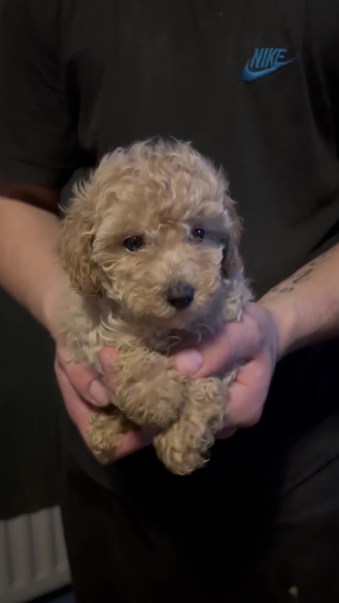 Toy Poodle dogs for sale: Toy poodle full pedigree for sale - Video 1
