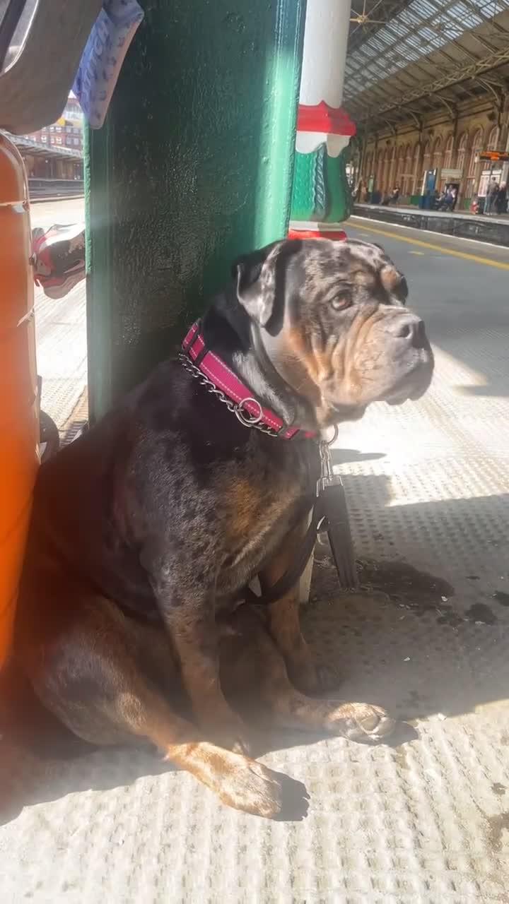 Dorset Olde Tyme Bulldogge dogs for sale: Olde English Bulldogge - Video 1