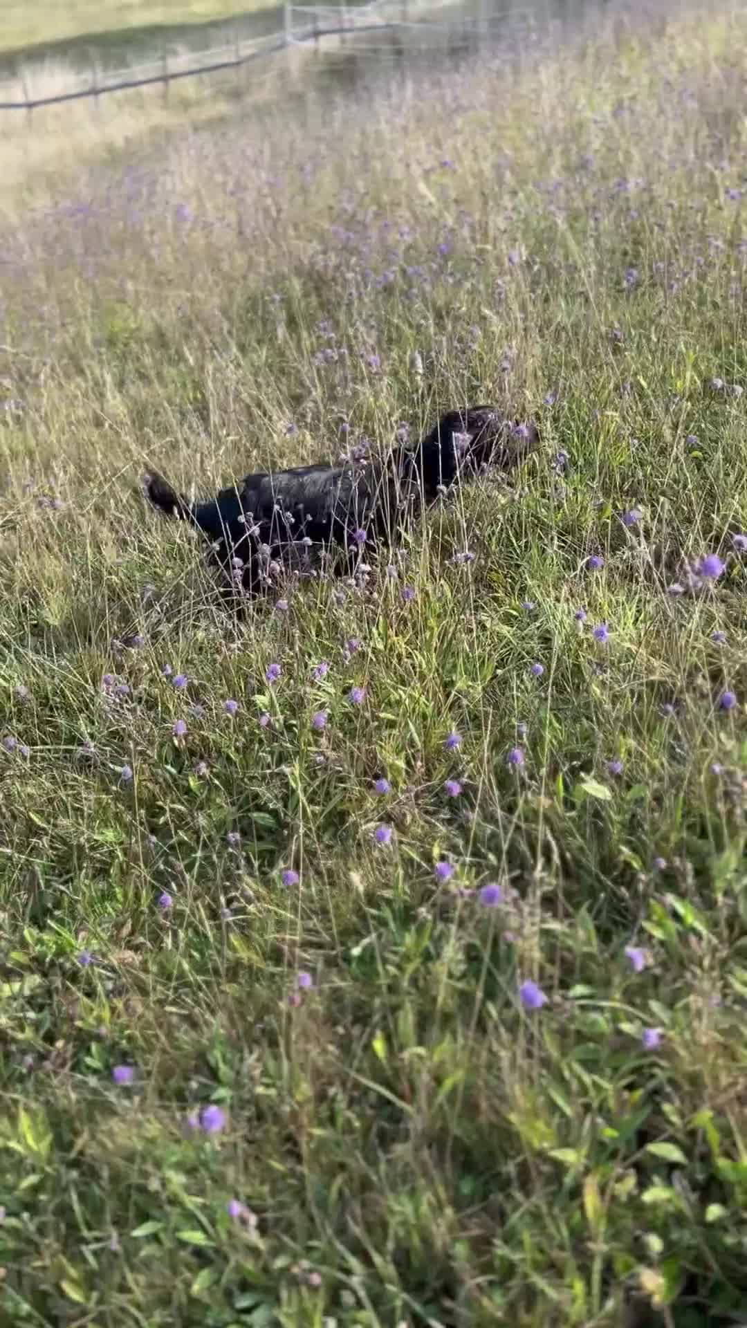 Cocker Spaniel dogs for stud: Blackmeadow Chancer FOR STUD (FTCH x FTCH) - Video 1
