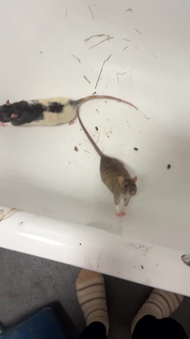 Rat rodents for sale: Oreo and tui plus the cage  in Manchester - Video 1