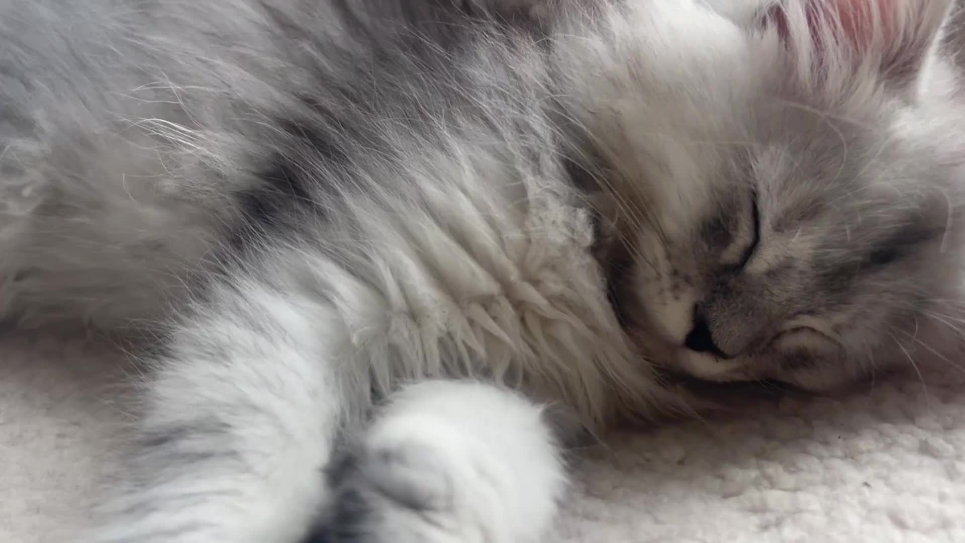 Maine Coon cats for sale: 🐈‍⬛Only 2 female kittens left 🐈‍⬛ - Video 3