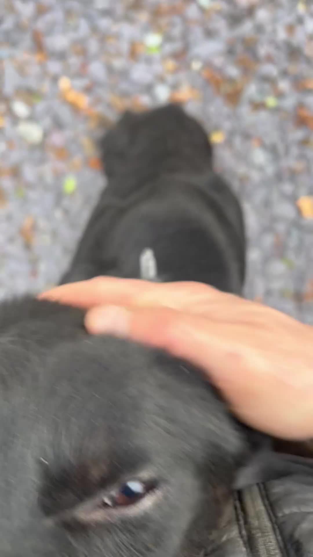 Border Collie dogs for sale: 🐶3 Female Border Collie Pups 🐶  - Video 3