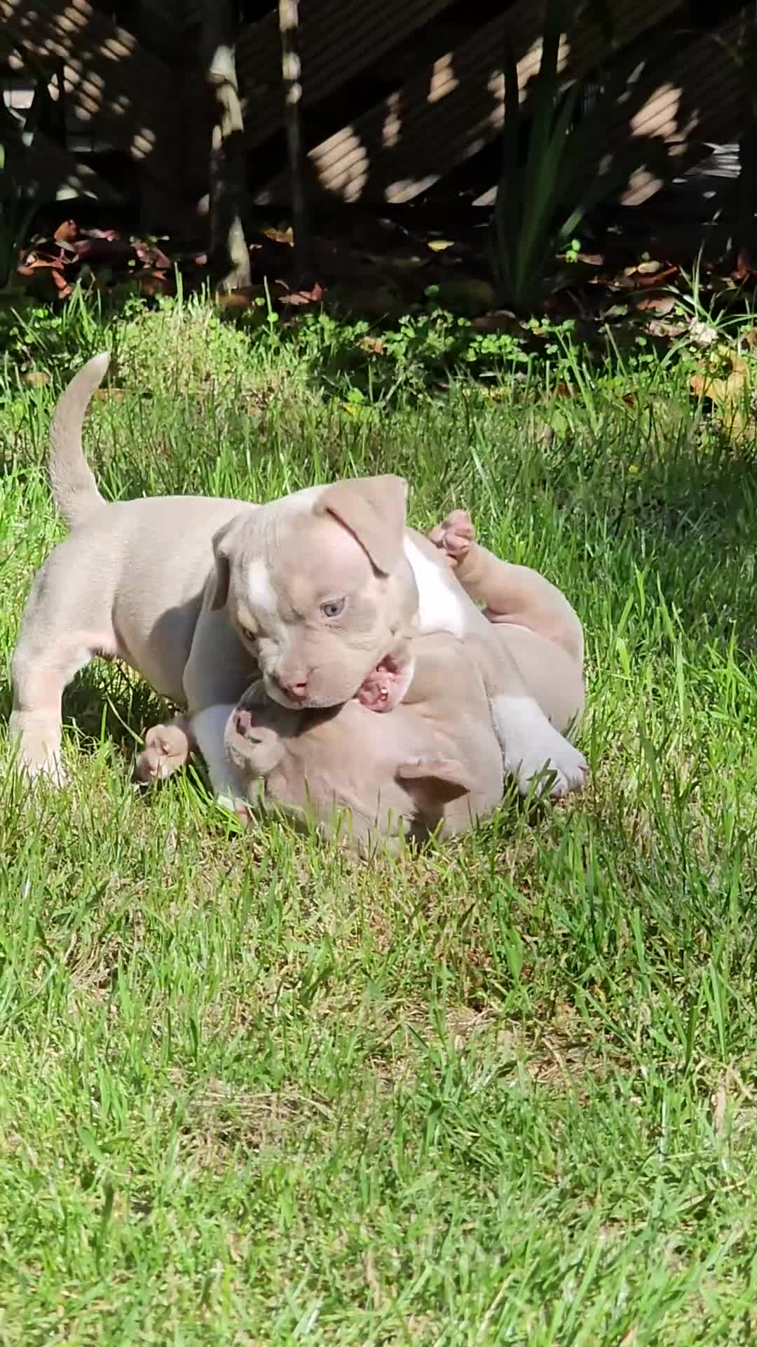 American Bully dogs for sale: Cowboyline pocket bullies (11 weeks old) - Video 4