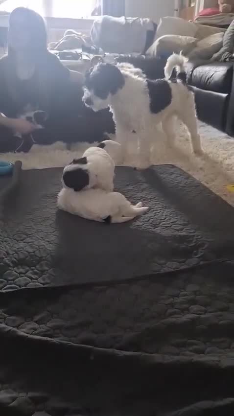 Mixed Breed dogs for sale: Lakeypoo puppies - Video 4