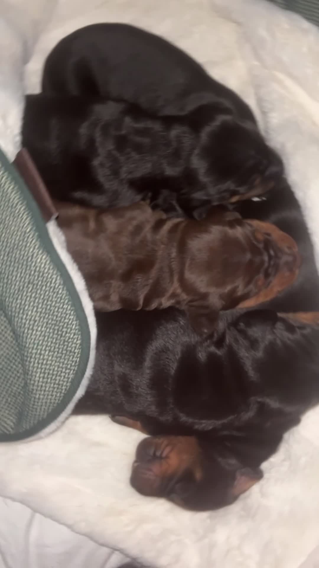 Dobermann dogs for sale: Top quality Doberman puppies  - Video 1