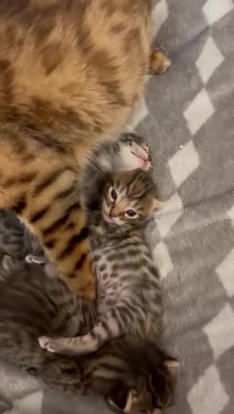 Mixed Breed cats for sale: Cute Bengal mix kittens, social and litter trained in Virginia Water - Video 1
