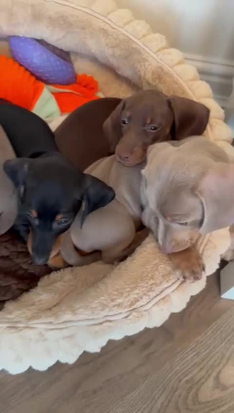 Miniature Dachshund dogs for sale: KC Isabella & Tan - 11 weeks for rehoming - Video 1