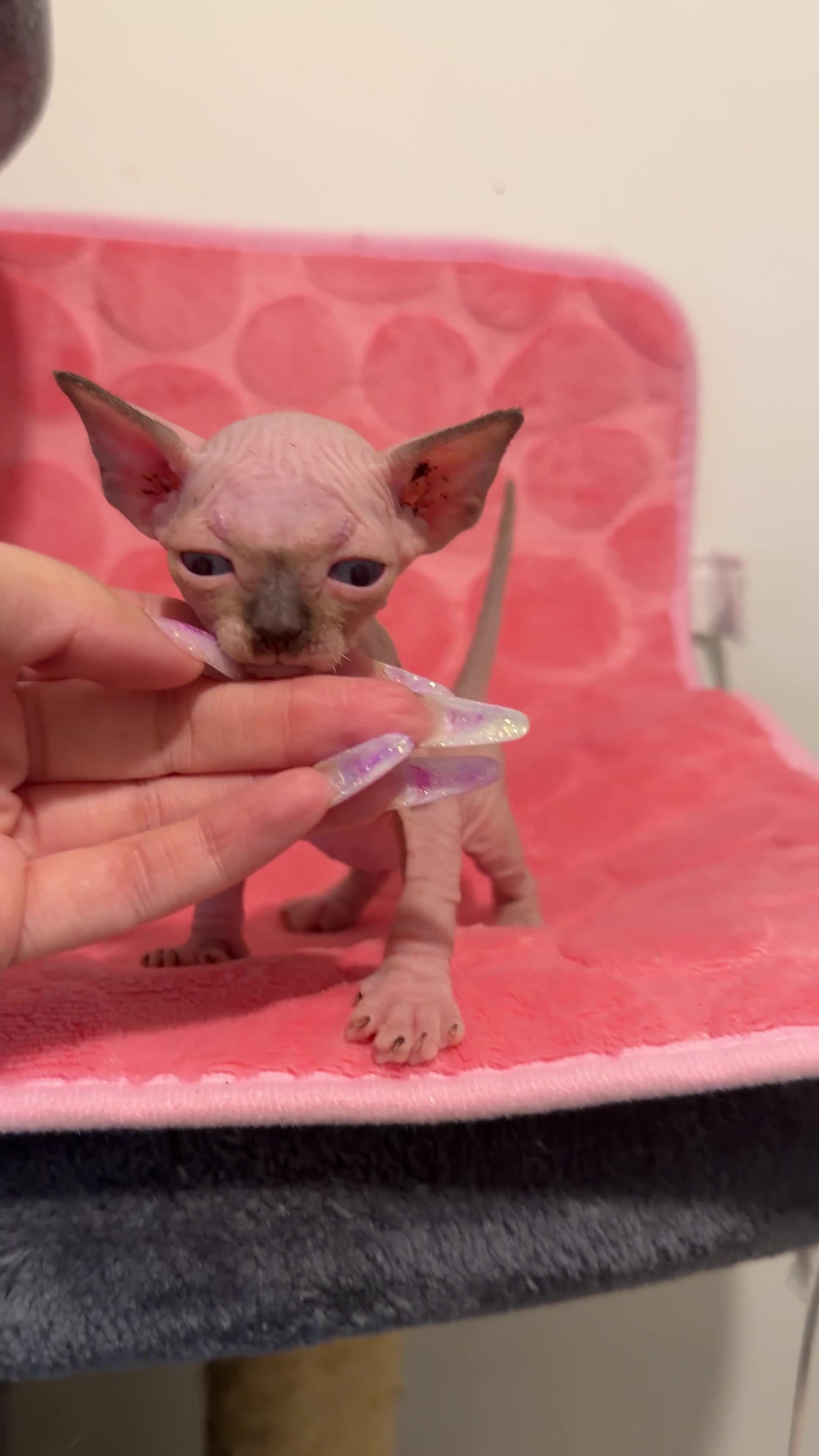 Sphynx cats for sale: 💎 Sphynx Kittens 2 Boys & 1 Girl Available 💎 - Video 2