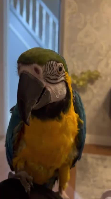 Macaws birds for sale: Blue and Gold Macaw - Video 1