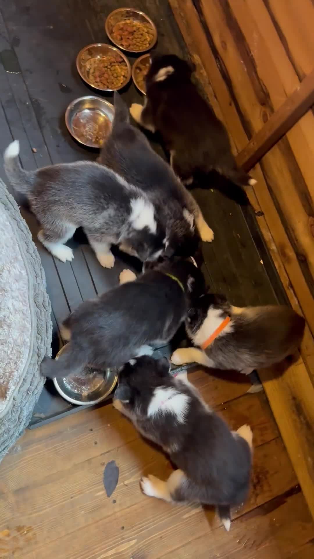 Siberian Husky dogs for sale: 6 pure breed husky pups  - Video 3