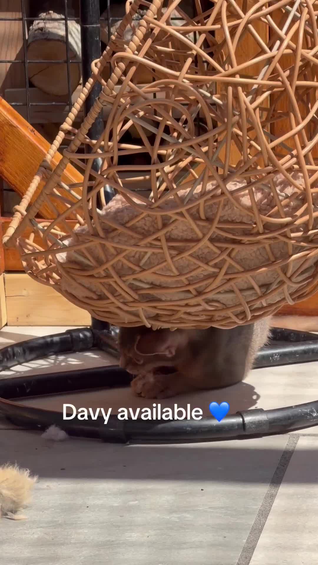 Abyssinian cats for sale: Last lovely boy😻 - Video 1
