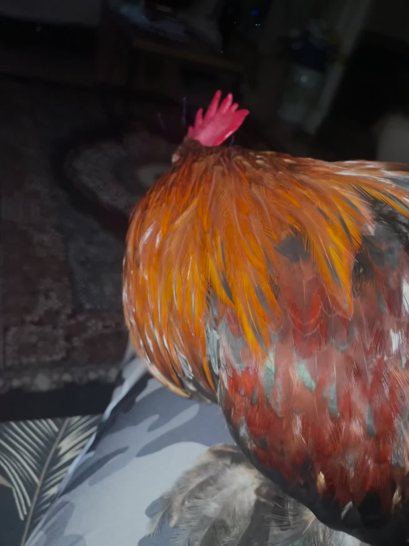 Budgerigars birds for sale: ROOSTER CHICKEN FOR FREE! - Video 1