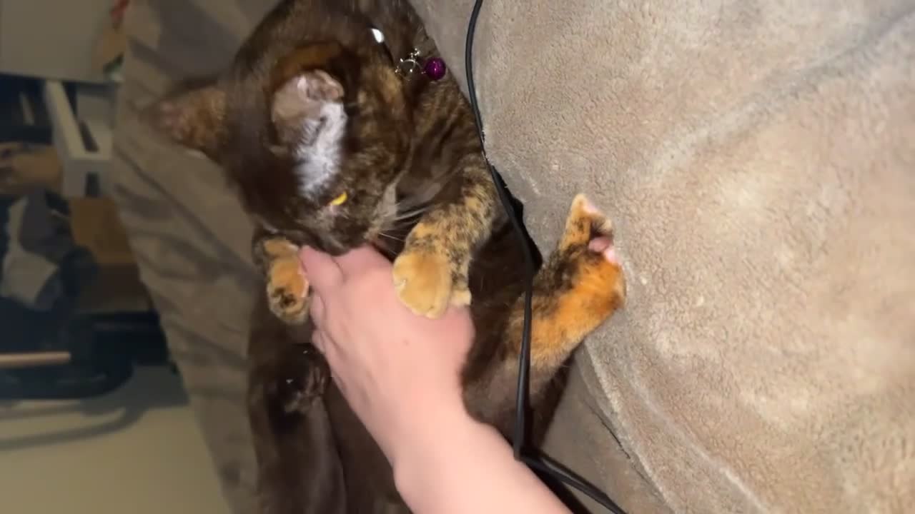 Mixed Breed cats for sale: 2 tortoiseshell cats in Exeter - Video 1