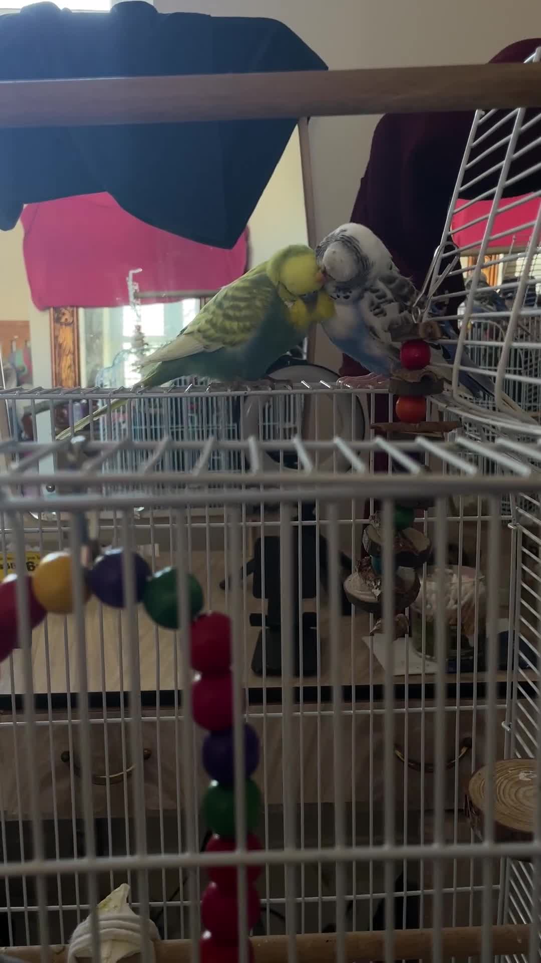 Budgerigars birds for sale: 2 Budgies Male/Female with setup - Video 1