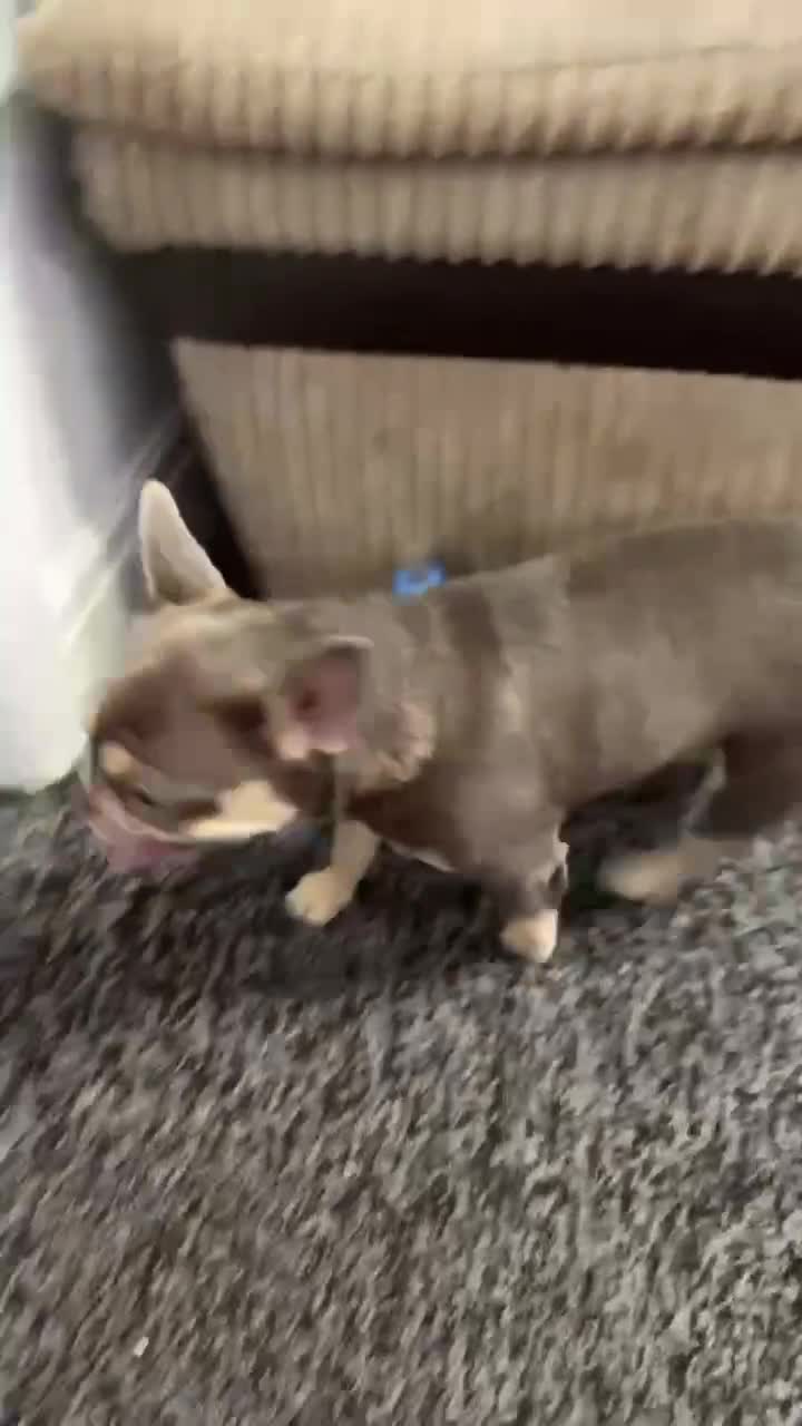 French Bulldog dogs for sale: French buldog - Video 1