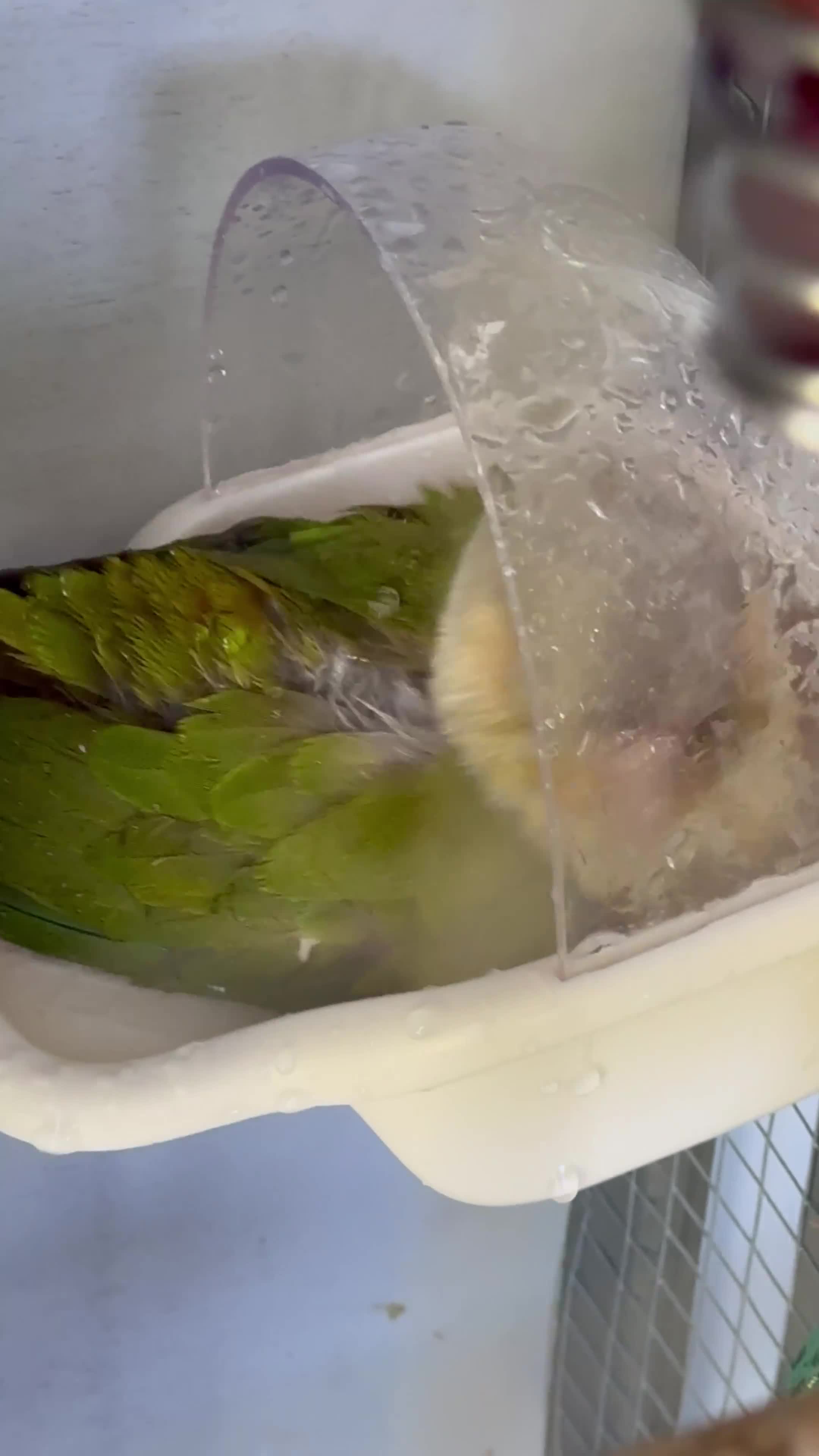 Conures birds for sale: Cinnamon Conure for Sale – 3 Years Old in Ilford - Video 2
