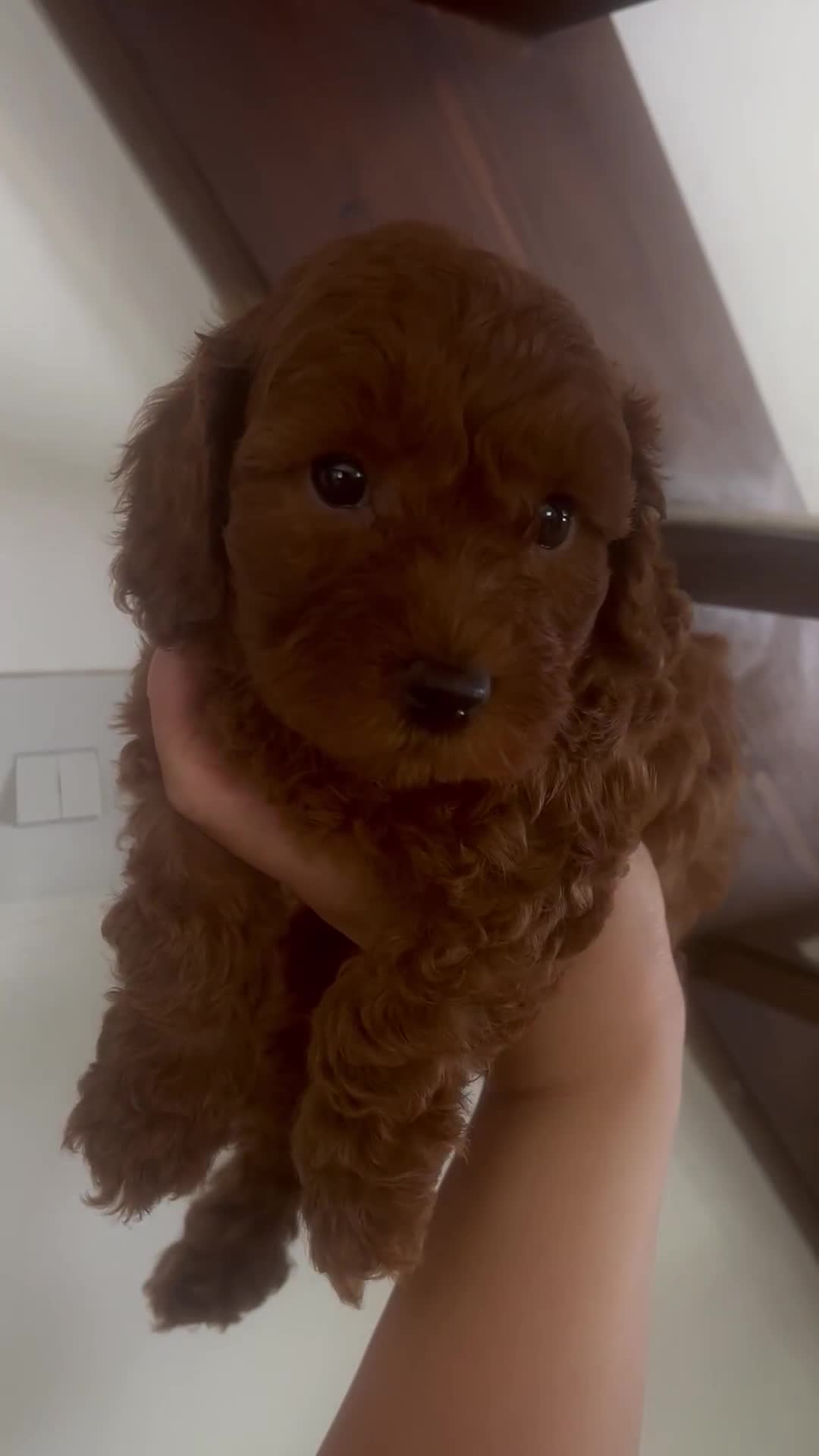 Cavapoo dogs for sale: Cavapoo puppies for sale  - Video 1