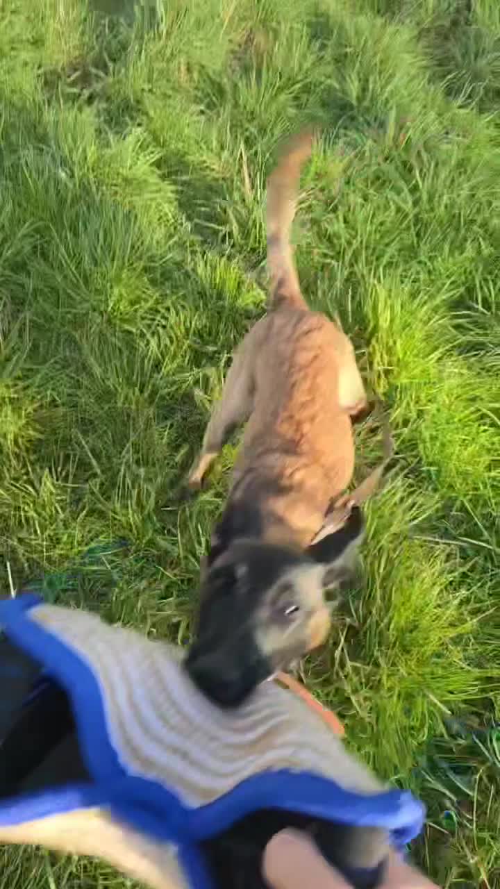Belgian Shepherd Dog dogs for sale: Nala 1 yr old Mali bitch  in Torrington - Video 1