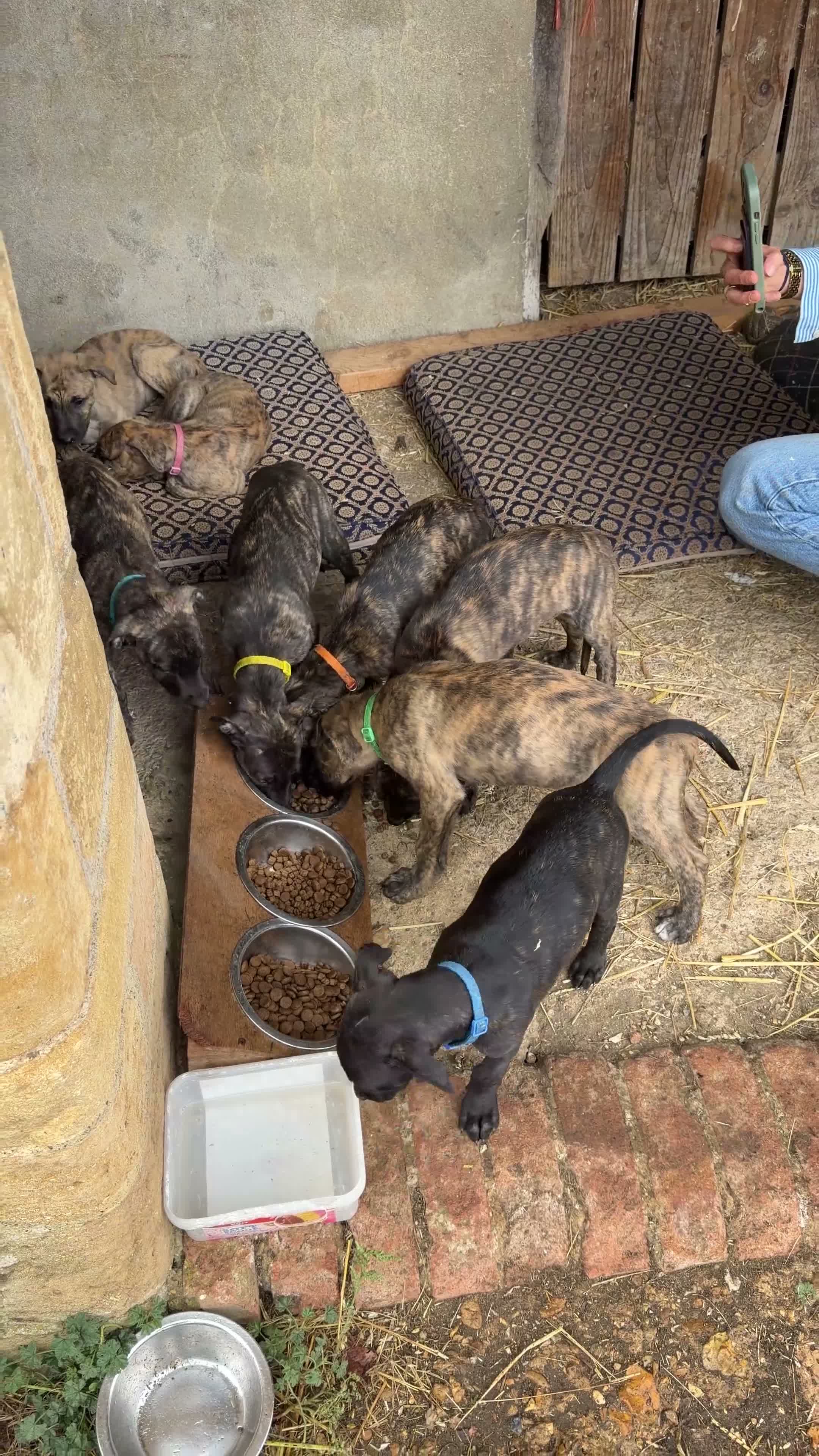 Lurcher dogs for sale: Stunning Brindle Lurcher Puppies  - Video 1