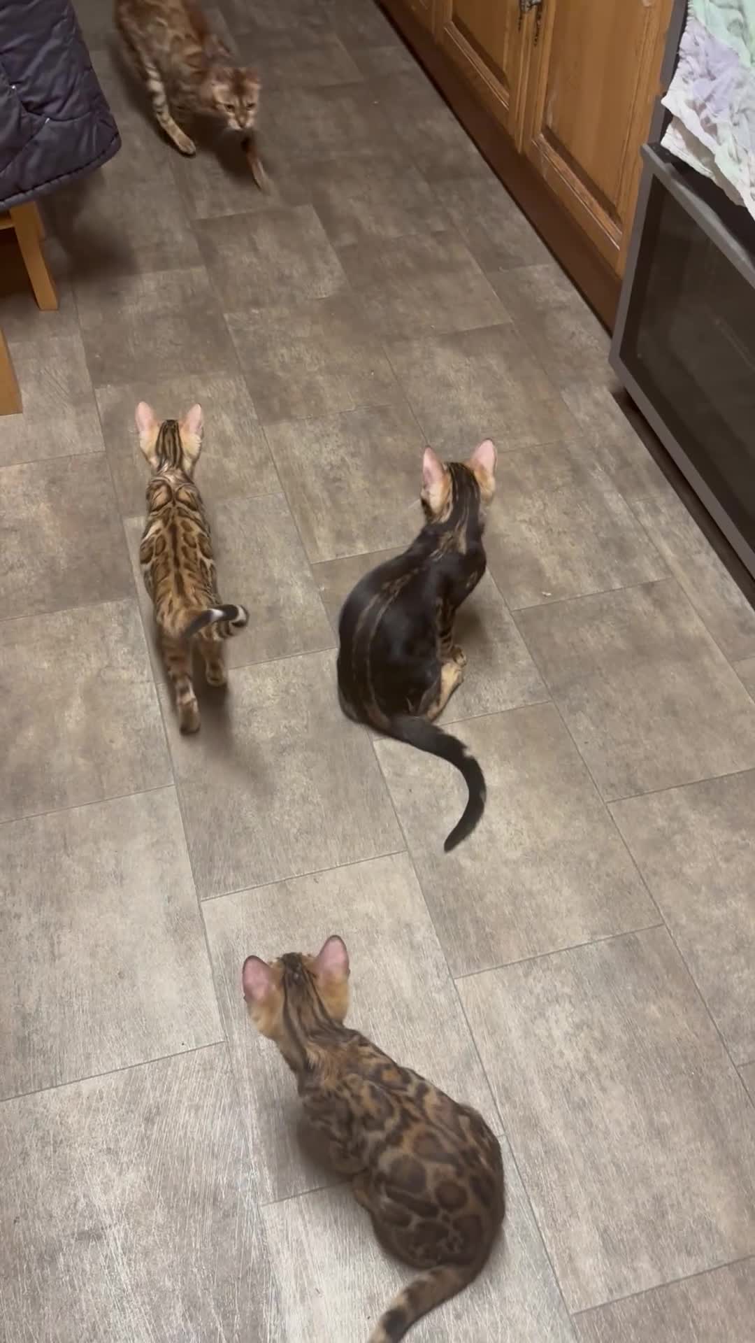 Bengal cats for sale: Bengal kittens for sale - Video 1