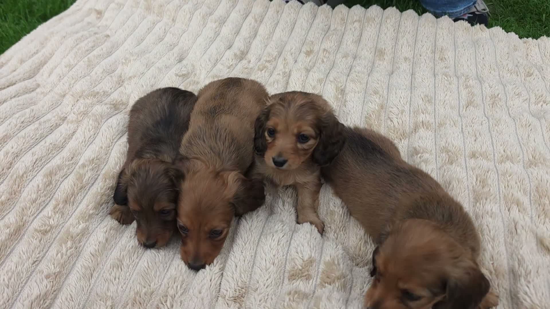 Miniature Dachshund dogs for sale: Miniature longhaired dachshund shaded cream girls in Cambridge - Video 1