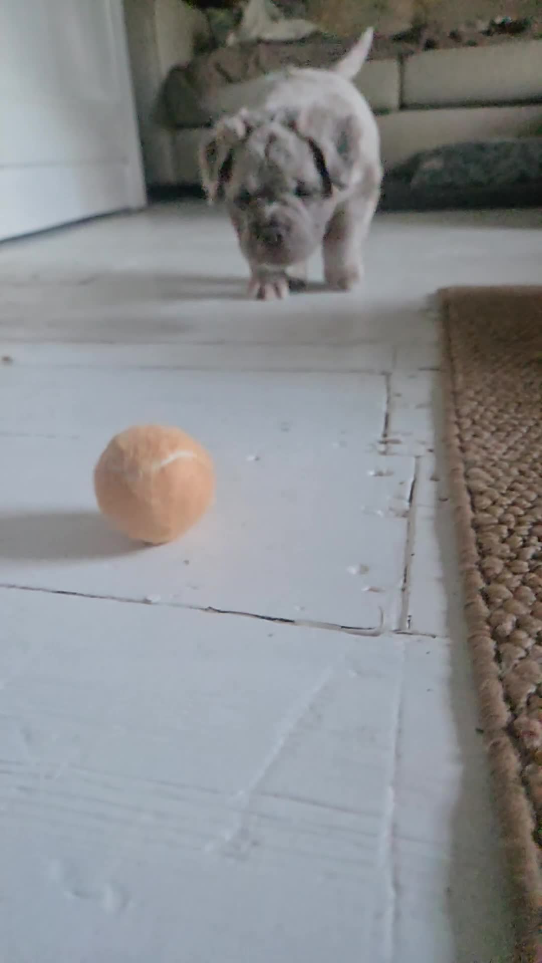 Olde English Bulldogge dogs for sale: Fluffy Old English Bulldog (NOT XL) Woolly Bullys - Video 1