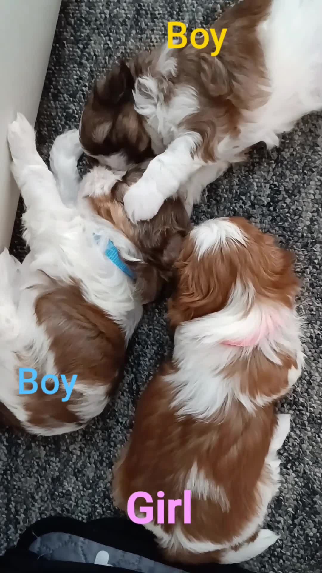 Shih Tzu dogs for sale: Adorable Shih Tzu Puppy - last boy available - Video 1