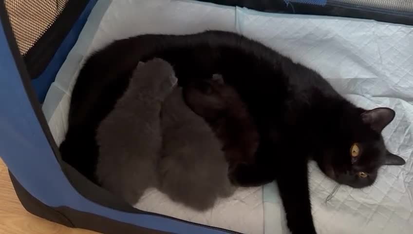 British Shorthair cats for sale: Champion bloodline British short gccf registerd  - Video 1