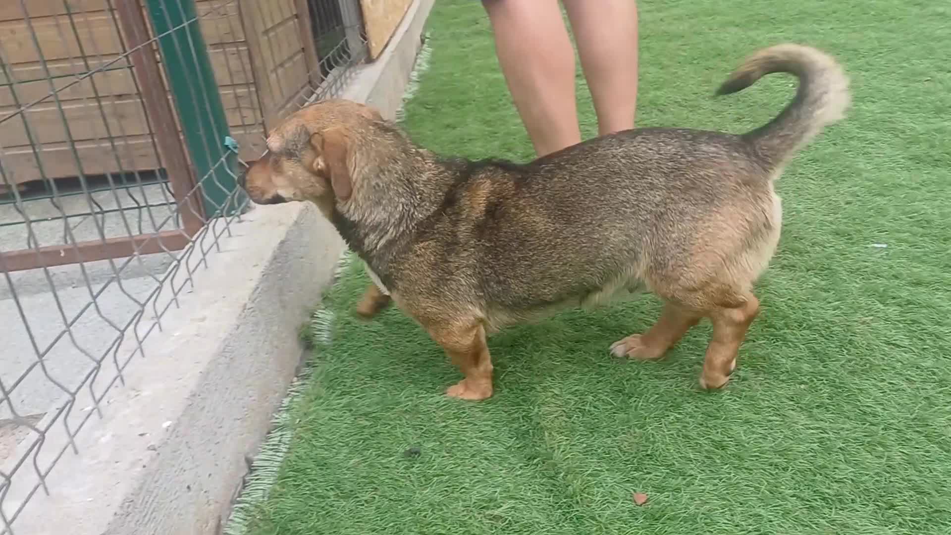 Mixed Breed dogs for adoption: 💛BELLA – The Little Street Dog Who Chose To Trust in Nottingham - Video 4