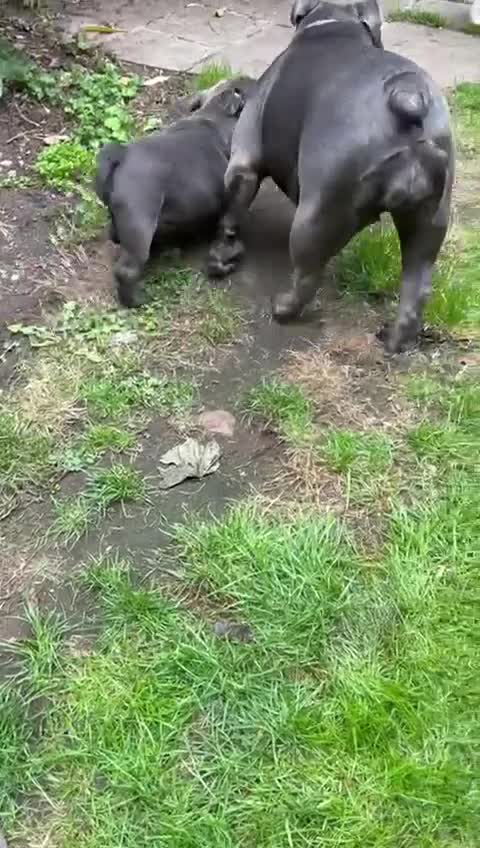 English Bulldog dogs for sale: Here come the Girls - Video 1