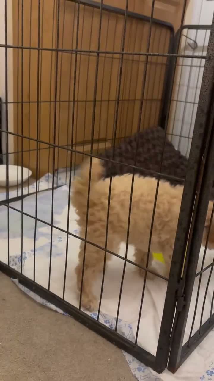 Maltipoo dogs for sale: Our Multipoo fur babies  - Video 1