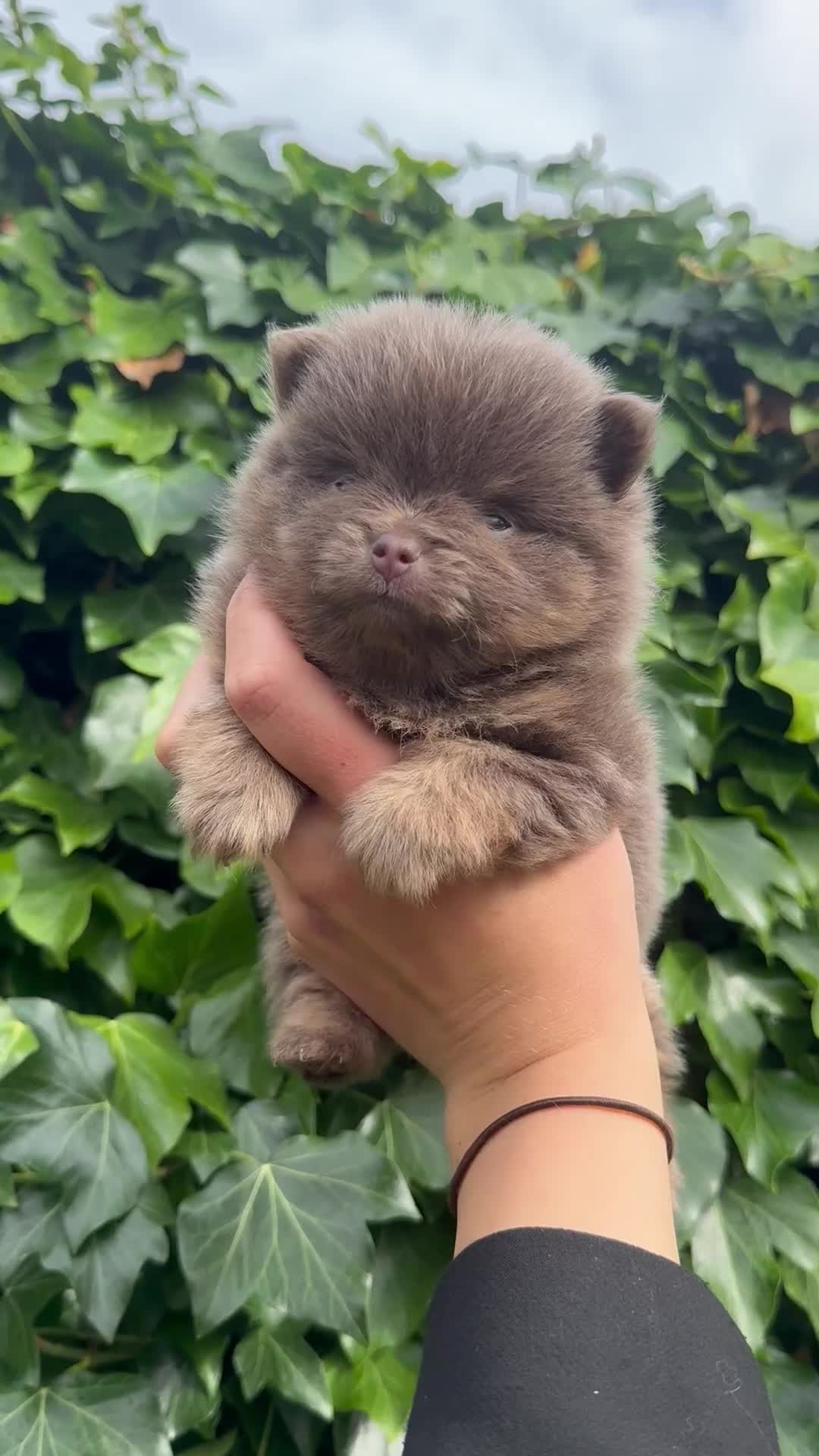 Pomeranian dogs for sale: ** KC pomeranian puppies - Video 1