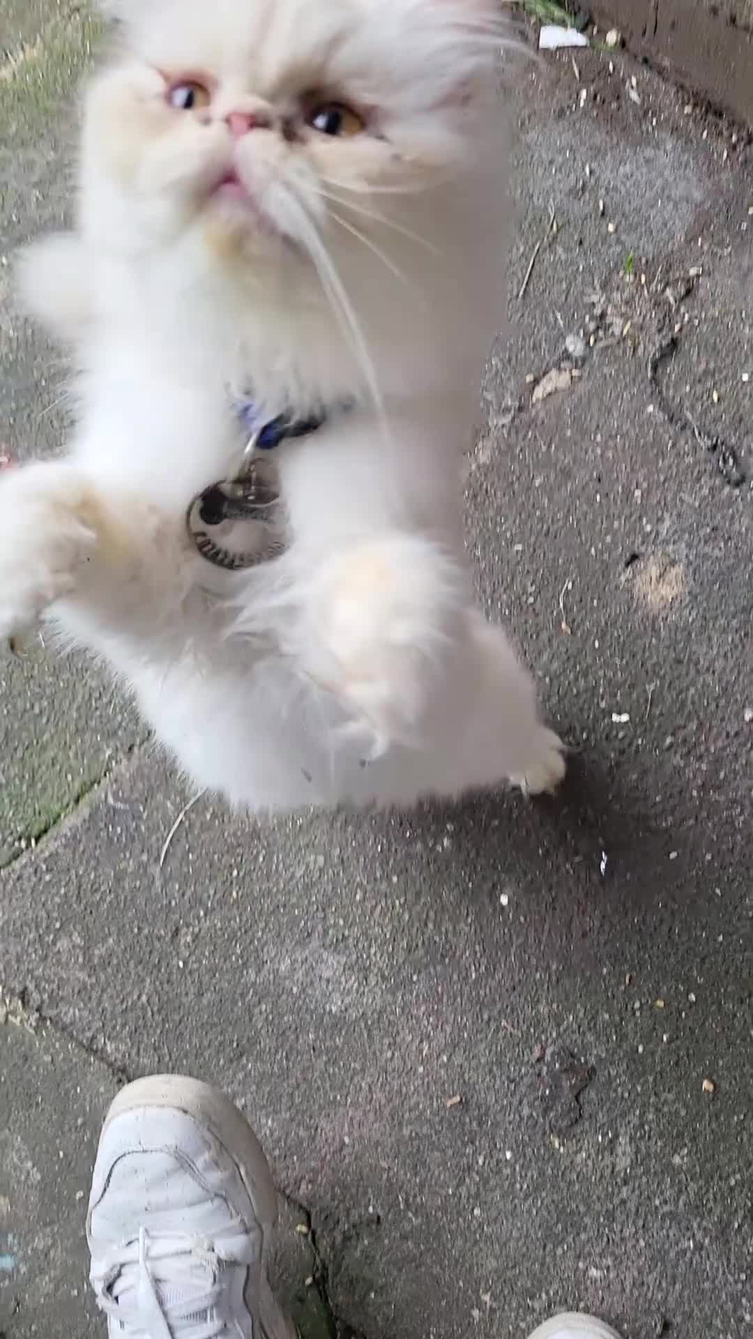 Persian cats for sale: Persian cat - Video 1