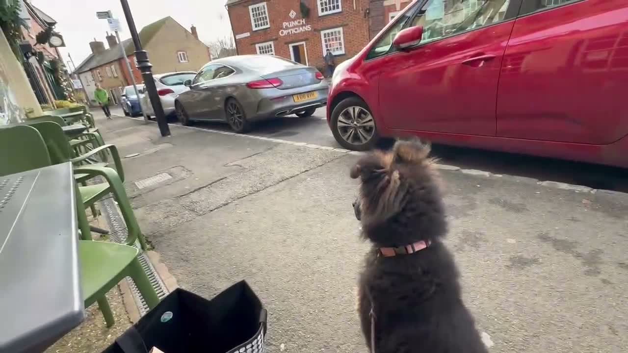 German Shepherd dogs for sale: KENNEL CLUB REG GIRL AVAILABLE  - Video 1