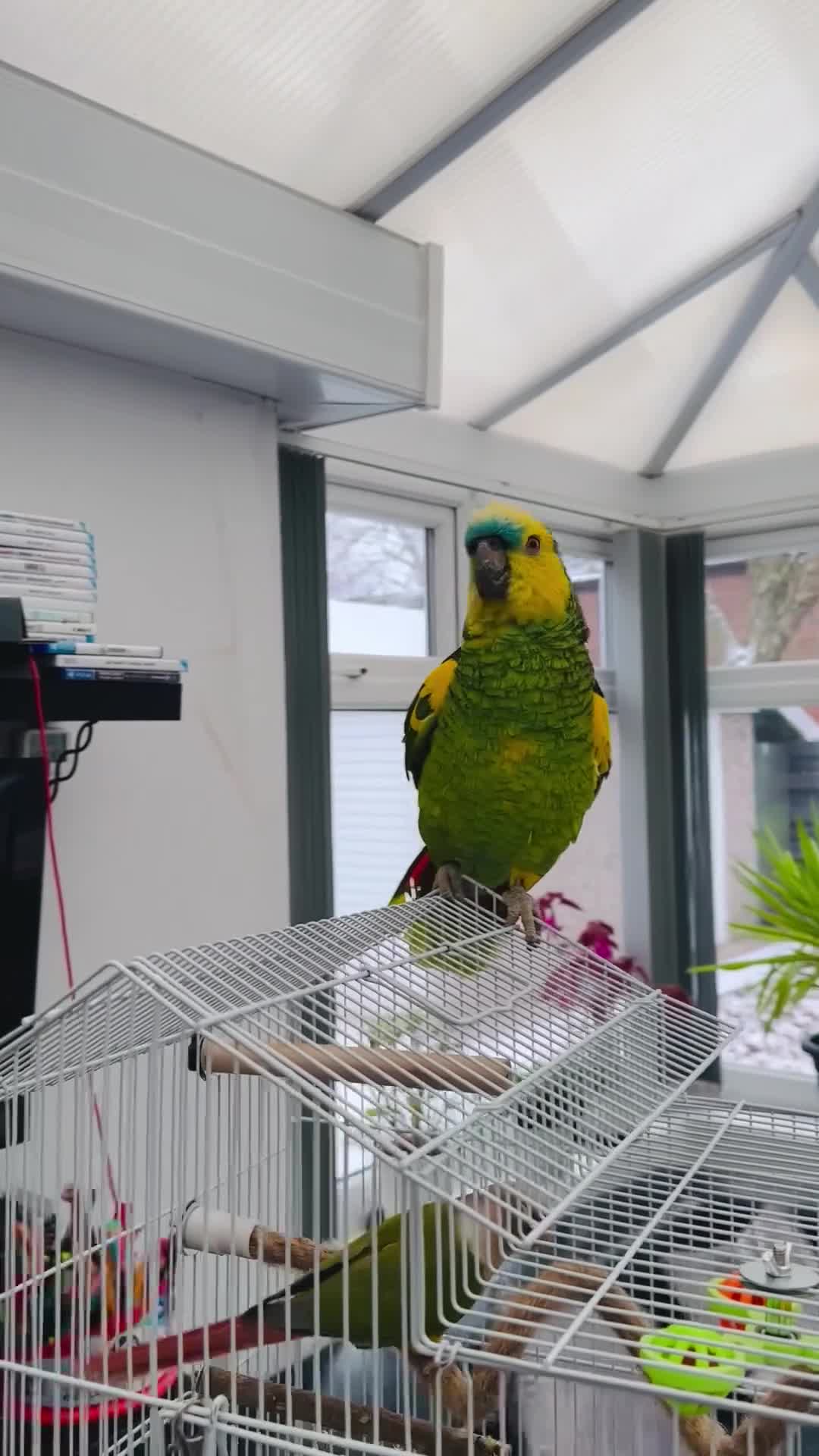 Parrots birds for sale: Blue-Fronted Amazon parrot - Video 5