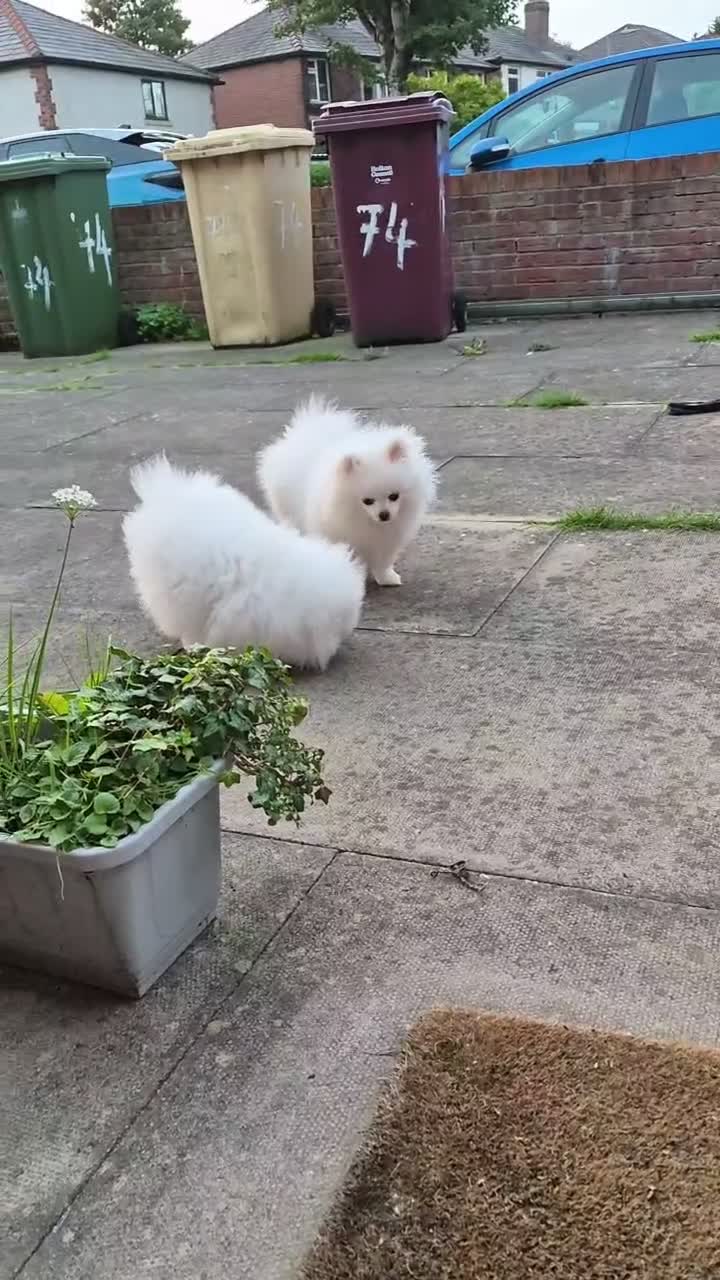 Pomeranian dogs for sale: 2 white poms 17 weeks old 1 boy 1 girl - Video 2