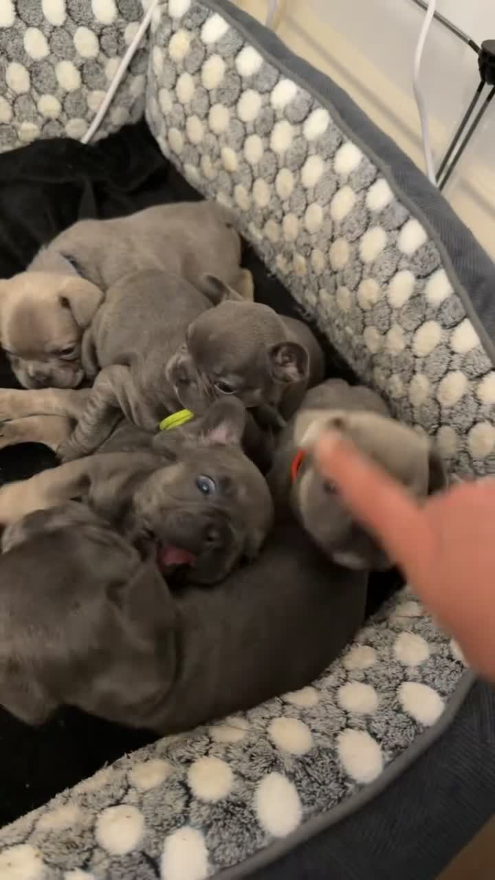 French Bulldog dogs for sale: Blue and tan french bulldog puppies  in Nottingham - Video 4
