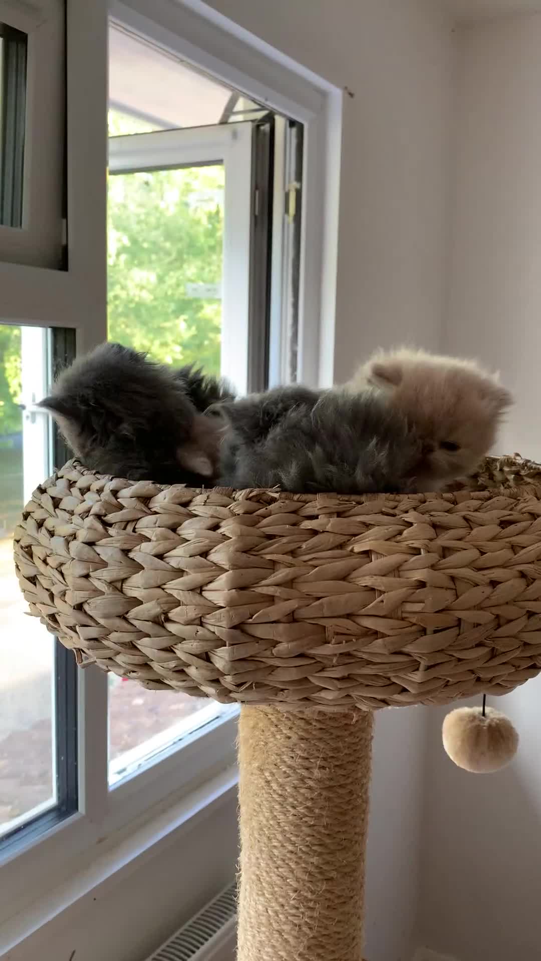 Persian cats for sale: *5 Generations Pedigree Persian Kittens - Video 1