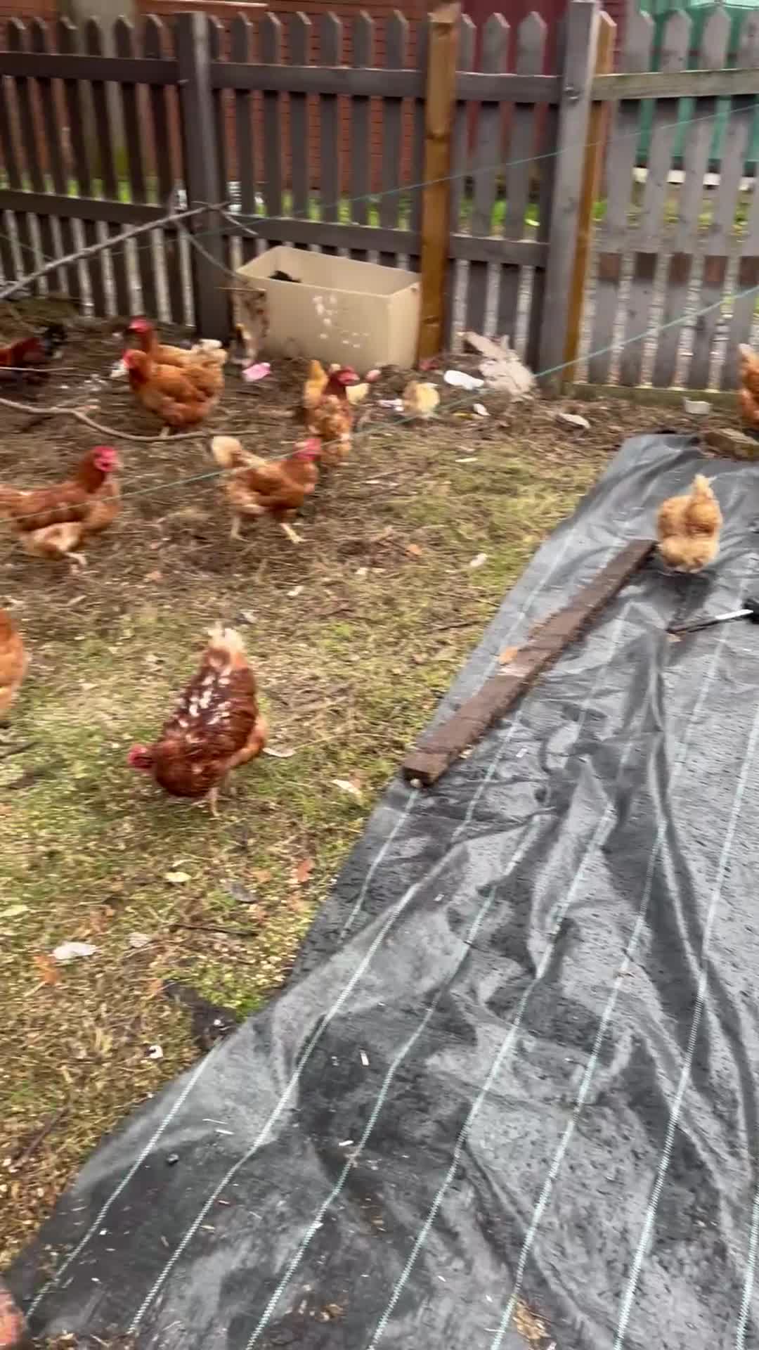 Chickens poultry for sale: 25 brown hens - Video 1