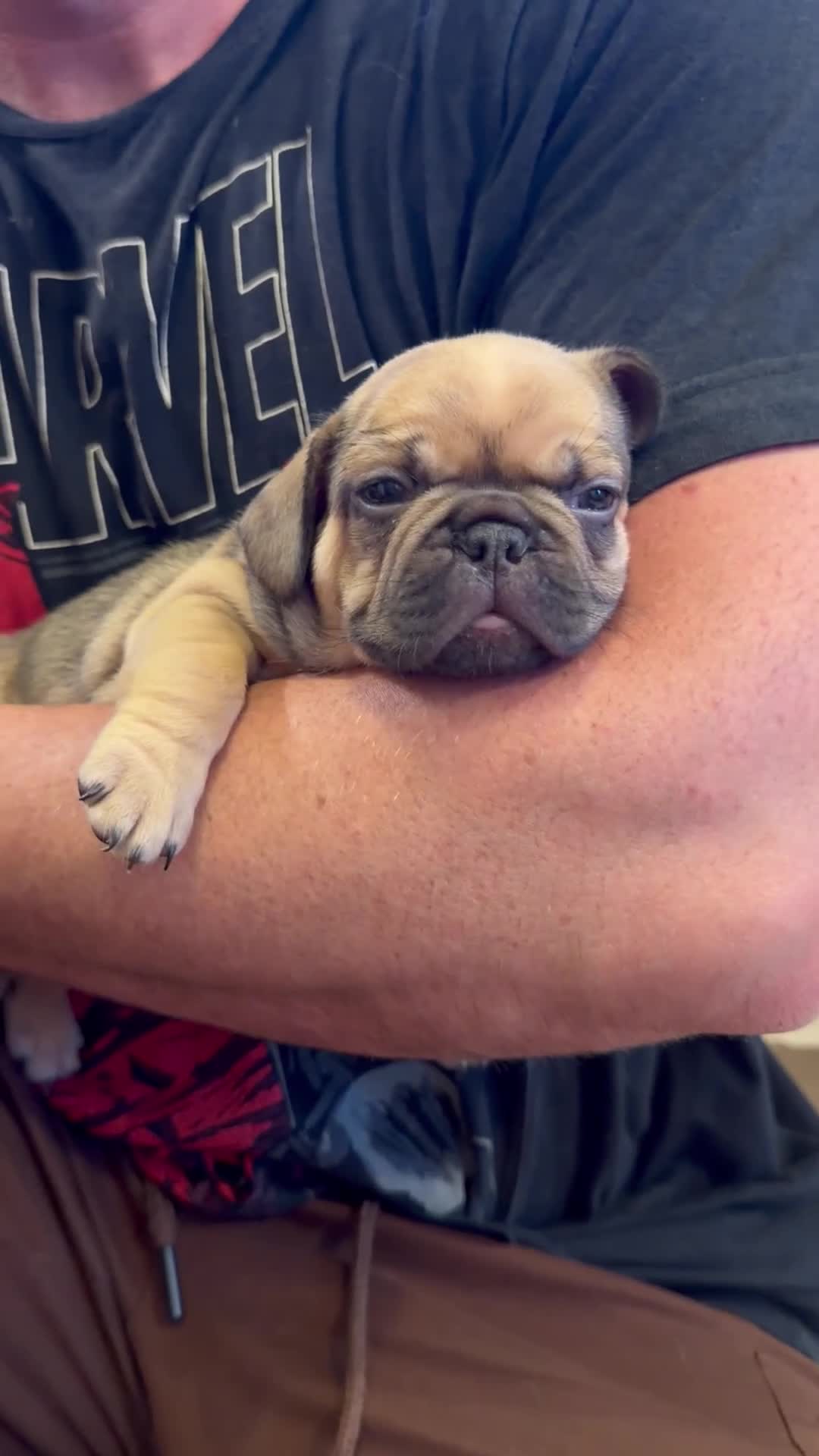 French Bulldog dogs for sale: 5 generations KC French bulldog puppies 🐶  - Video 2