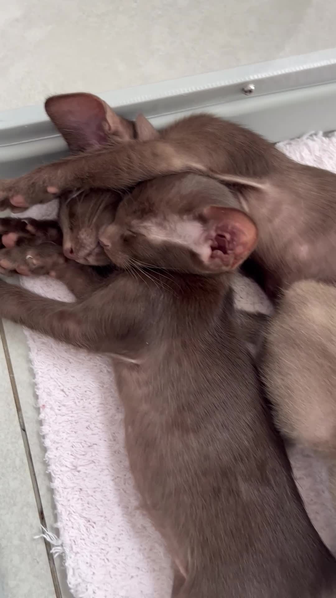 Oriental cats for sale: Supreme pedigree GCCF registered oriental kittens - Video 1