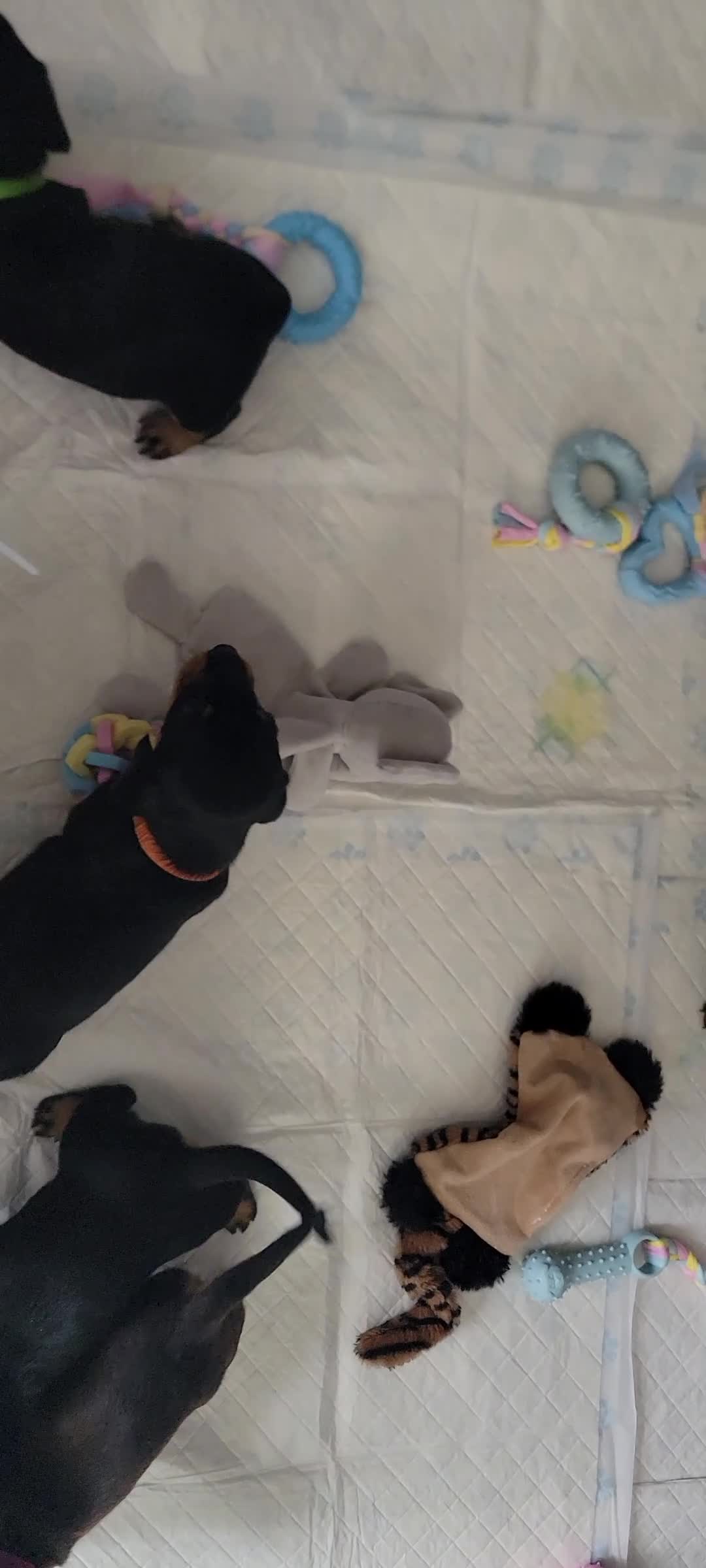 Miniature Dachshund dogs for sale: Dachshund puppies - Video 1