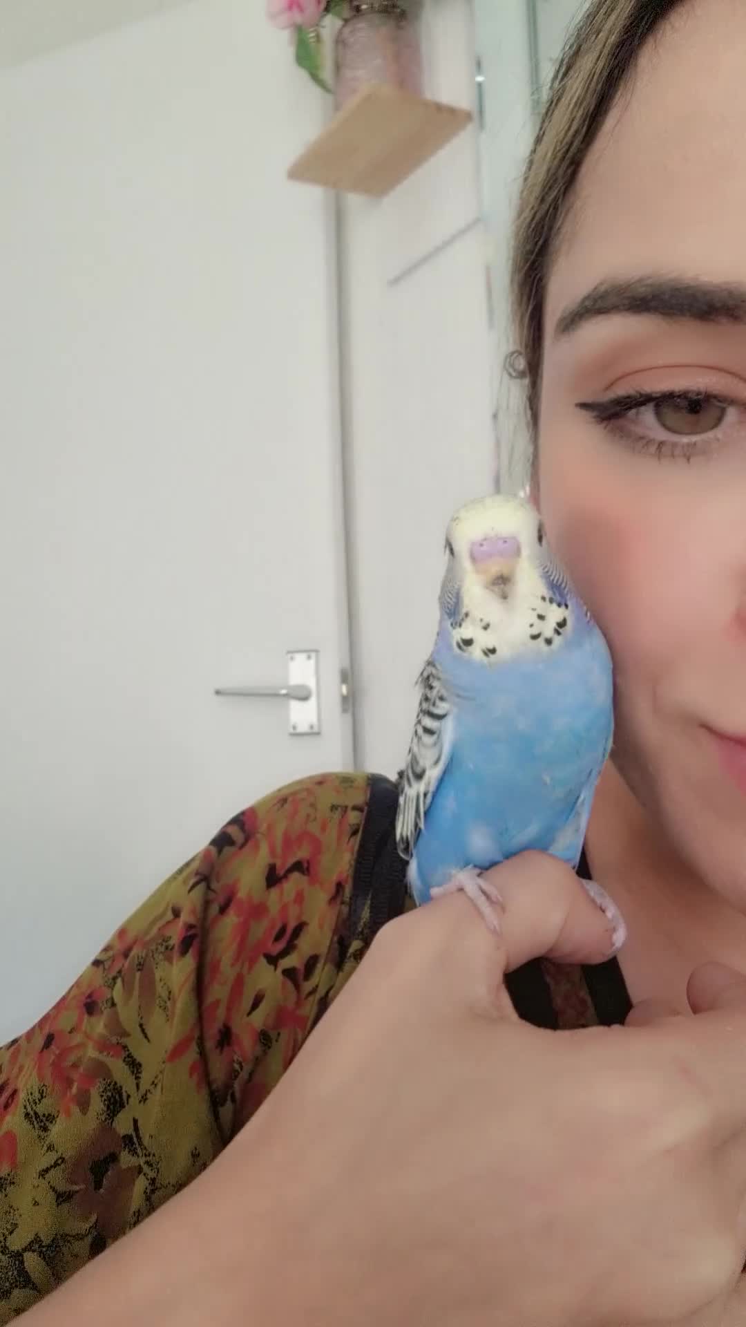 Budgerigars birds for sale: Tame baby budgies - Video 2
