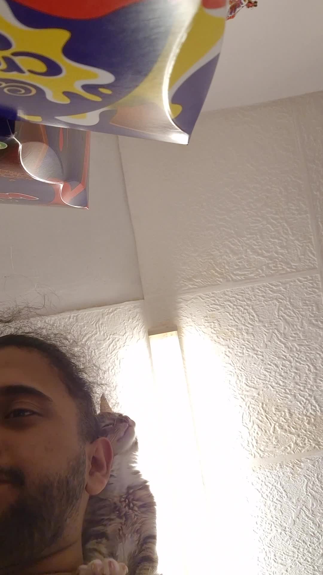 Mixed Breed cats for sale: 1 kitten for sale - Video 1