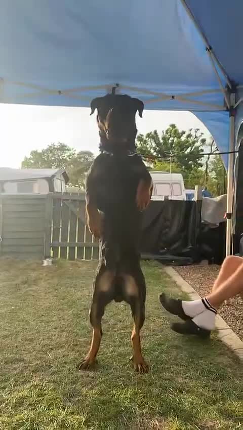 Rottweiler dogs for sale: 🐾 ROTTWEILER LOOKING FOR HIS FOREVER HOME 🐾 - Video 4